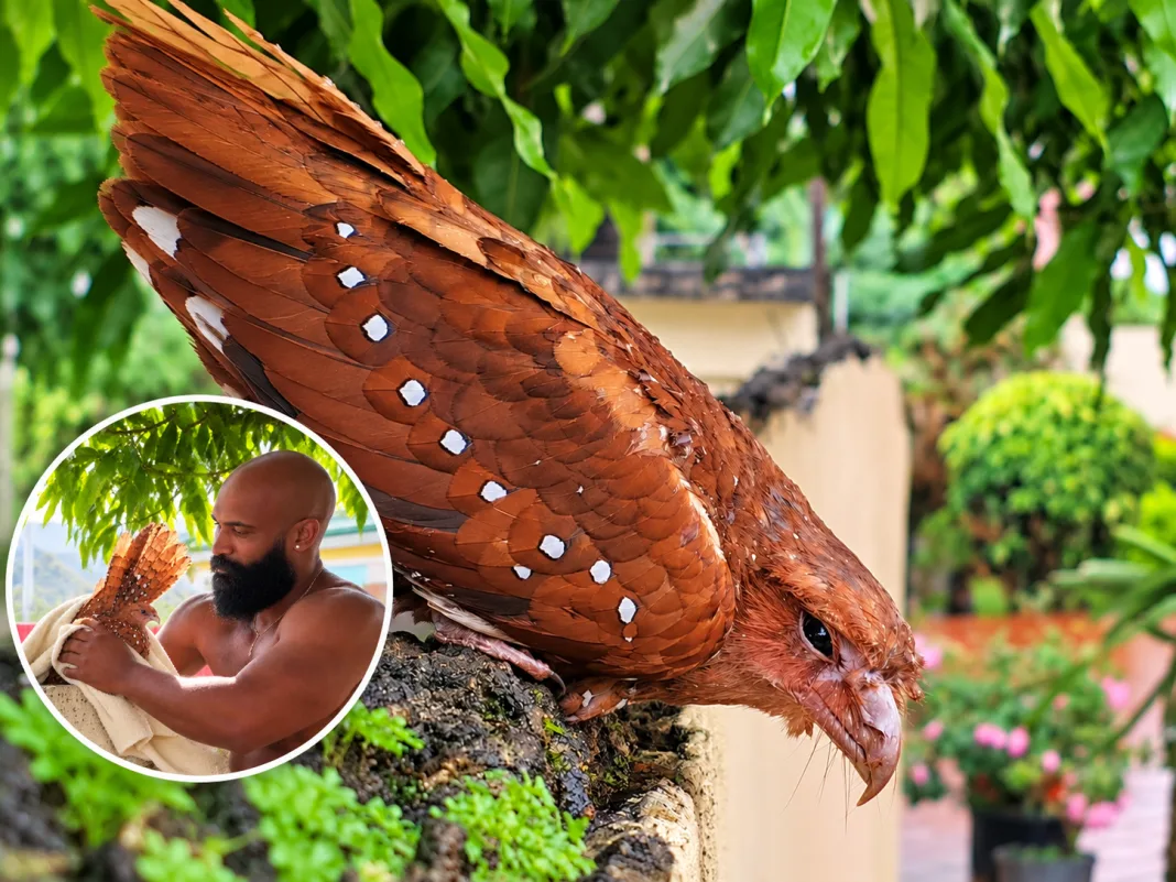 Rare Oilbird Found Stranded in Daylight Rescued and Released in Trinidad