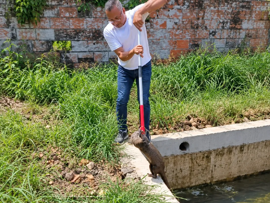 Game Warden Rescues Trapped Neotropical Otter In Barrackpore