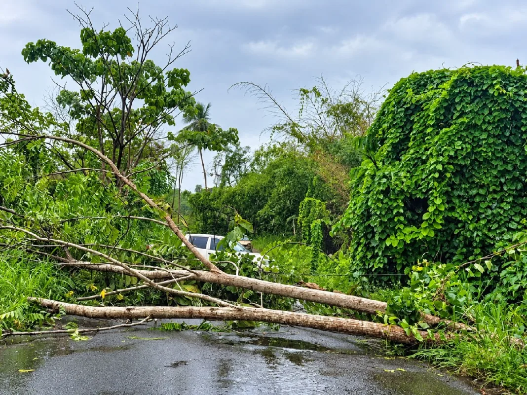 Fallen Tree Reported Along Goodman Trace, Motorists Advised Extra Caution