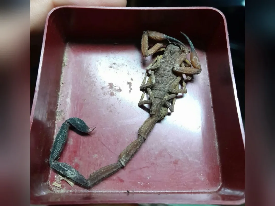 Scorpion Sting Hospitalises Man Sleeping in Trinidad’s Northern Range
