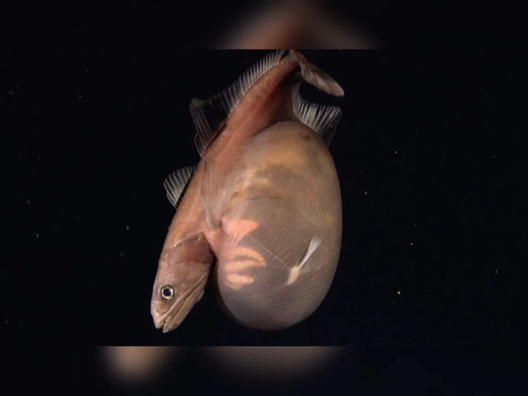 Rare Black Swallower Filmed Alive More Than 4,100 Feet Beneath Trinidad and Tobago Waters