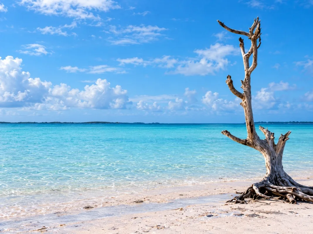 Harbour Island’s Lone Tree Became A Bahamian Landmark After Hurricane Andrew Left It Standing Upright