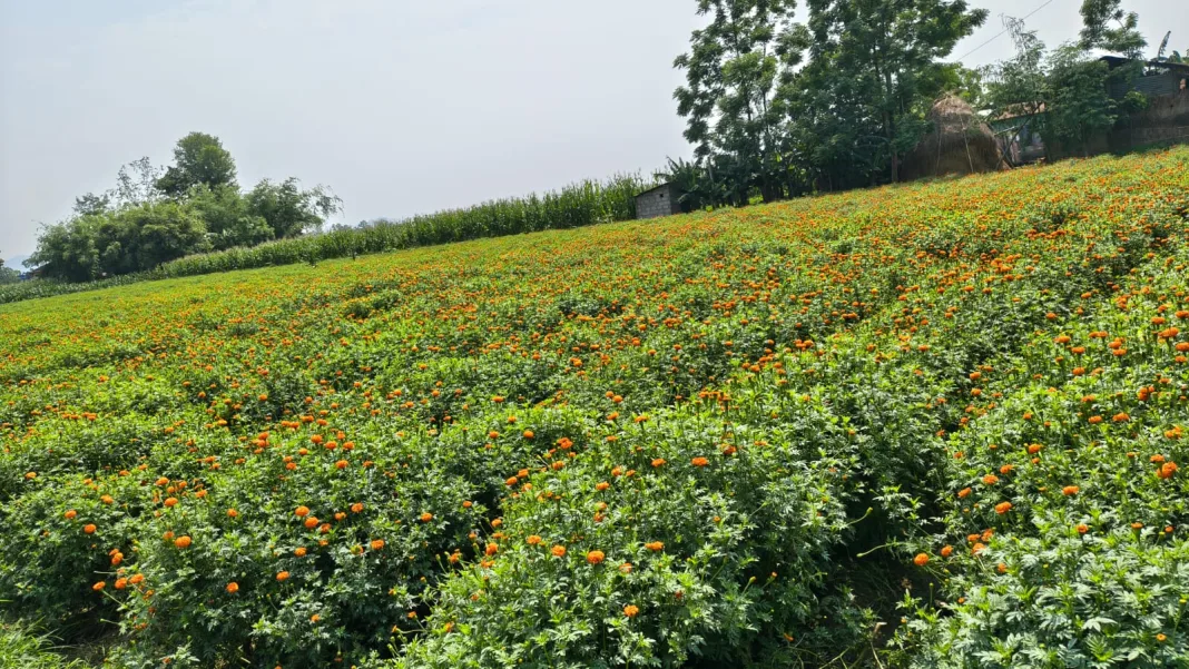 स्याङ्जामा फस्टाउँदै फूलखेती