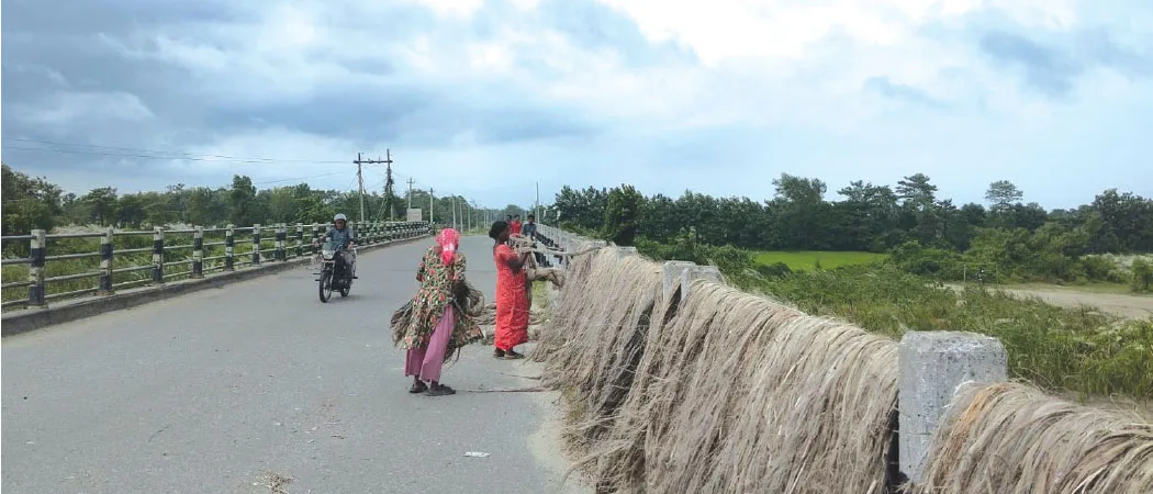 बेमौसमी पानीले जुट किसान चिन्तित