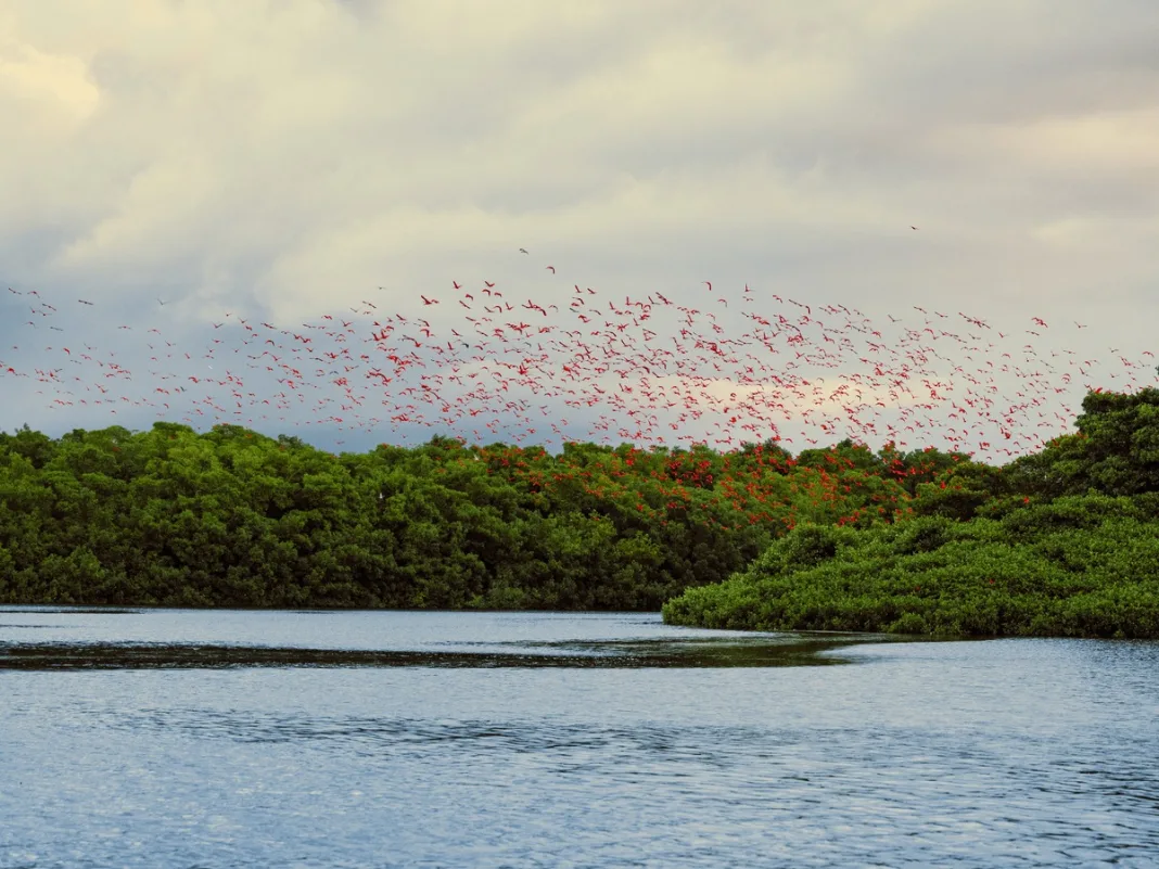 How One Family Helped Turn Caroni Swamp Into a Protected Bird Sanctuary