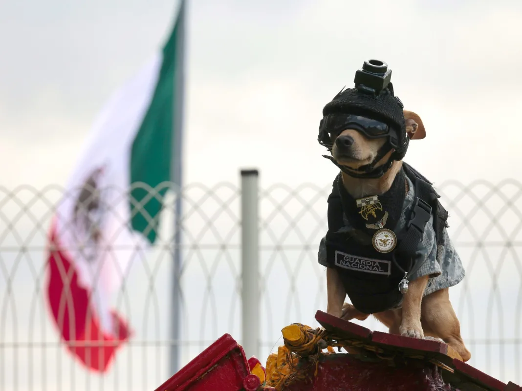 Comando Chihuahua: el perro militar de 20 centímetros que conquistó las redes en México