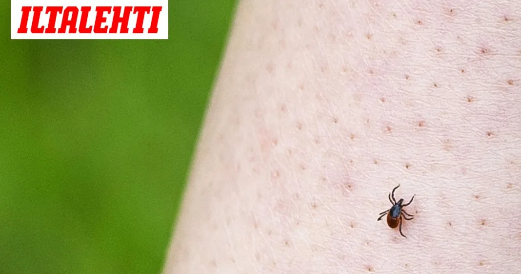 L-U: Synkkä punkkitieto iski
