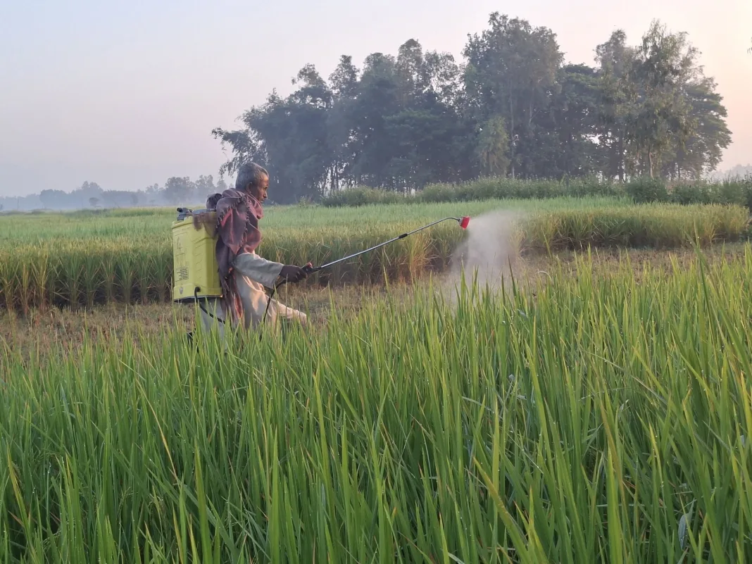 धानबालीमा रोगकीराको प्रकोप बढेपछि किसान चिन्तित