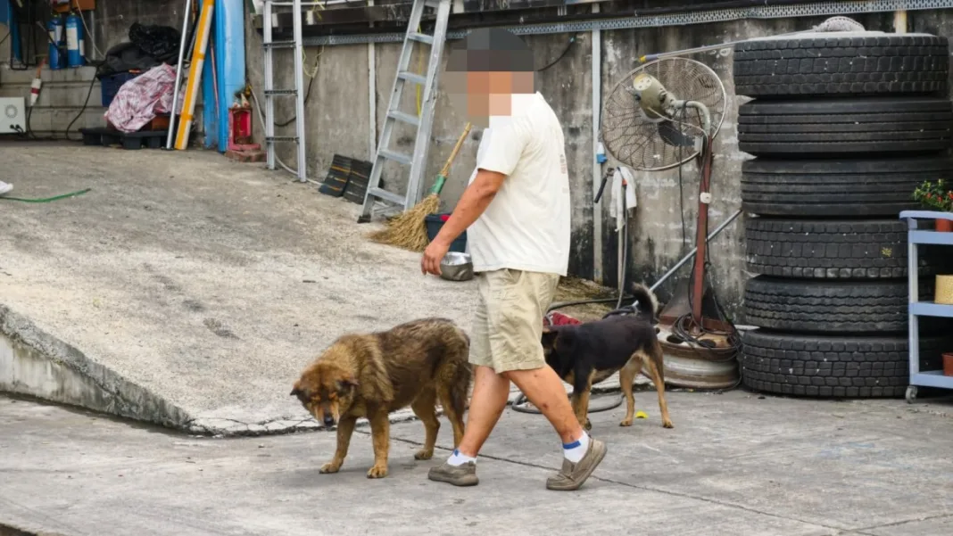 元朗倉狗咬人｜漁護正調查或提檢控 唐狗「肥妹」有晶片狗牌 被扣留觀察