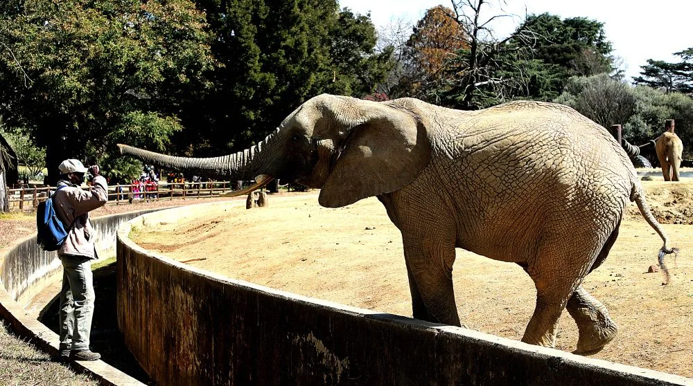 Johannesburg Zoo elephants remain in captivity after court dismissal