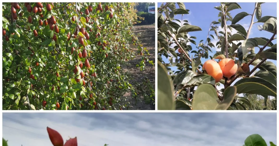 Plante, arbori și arbuști care pot redesena harta profitului. „Fiecare dintre speciile noastre este un model de afacere”