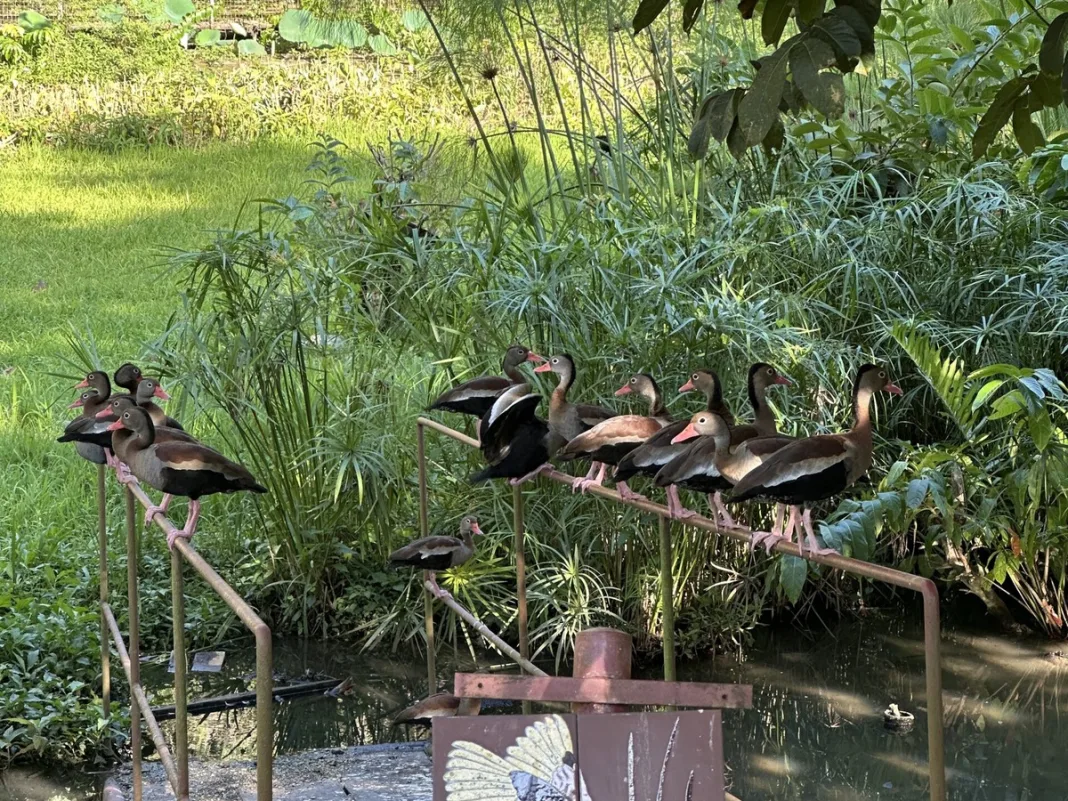 Trinidad Built a Bird Sanctuary Inside the Pointe-a-Pierre Oil Refinery