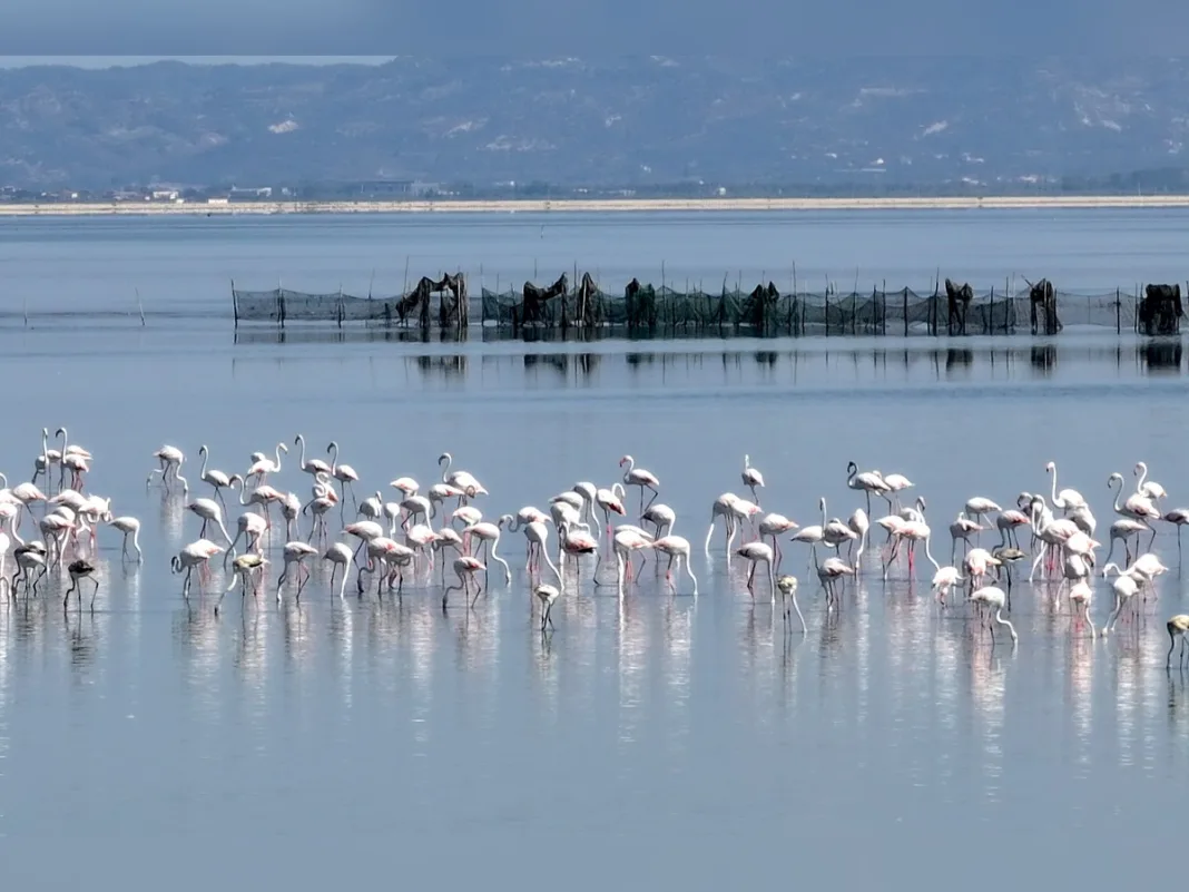 Albania’s Flamingo Revolution Brings New Attention to a Fight Over Protected Wetlands