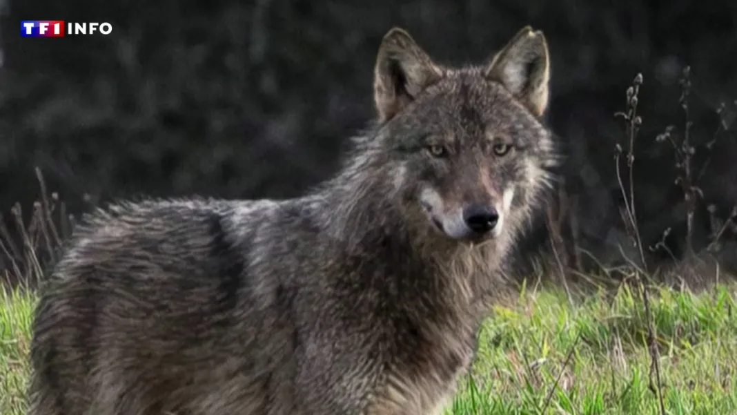 Allemagne : une fillette gravement blessée par un loup dans un parc animalier