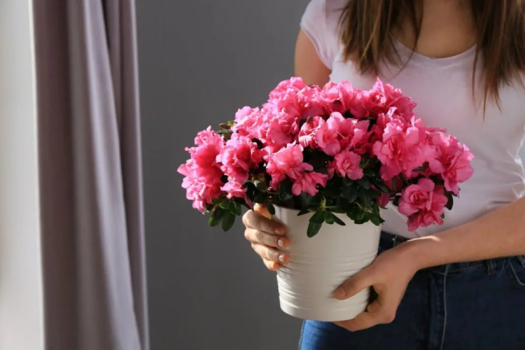 Как продлить жизнь свежесрезанных цветов: полезные советы