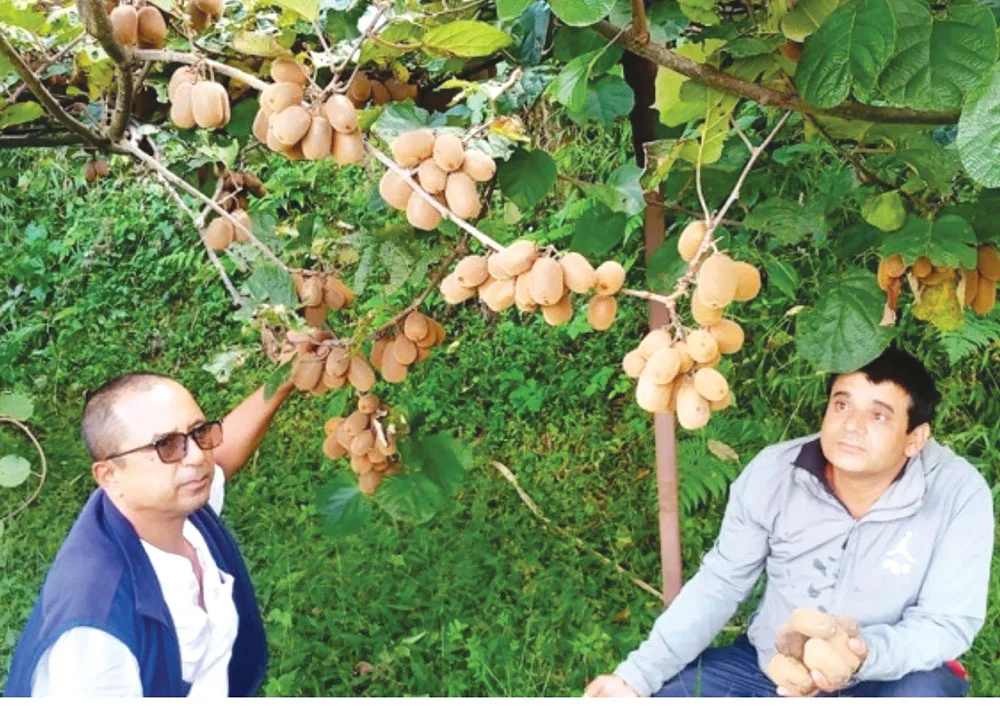 बाँझो बारीमा लटरम्म किवी