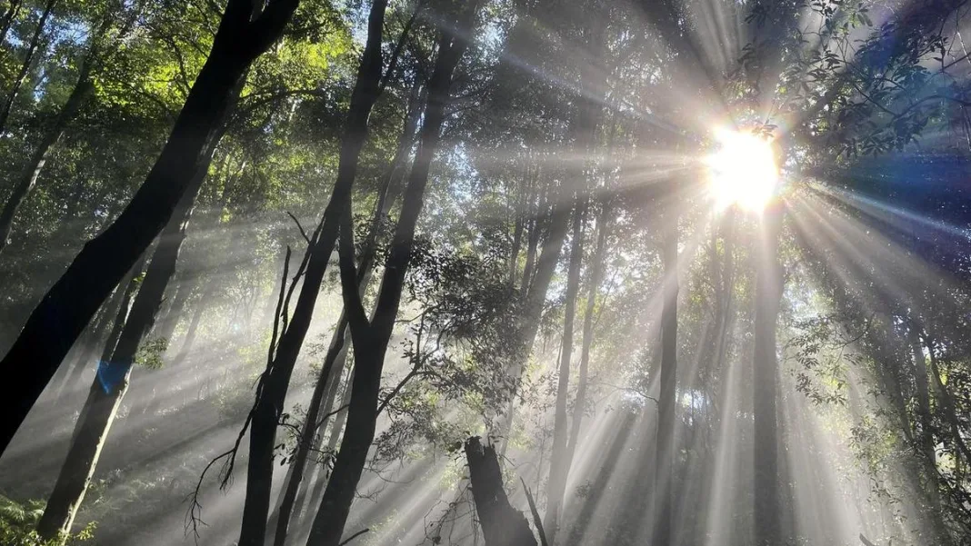 ‘Forests on the moon’: carbon credit reforms under fire