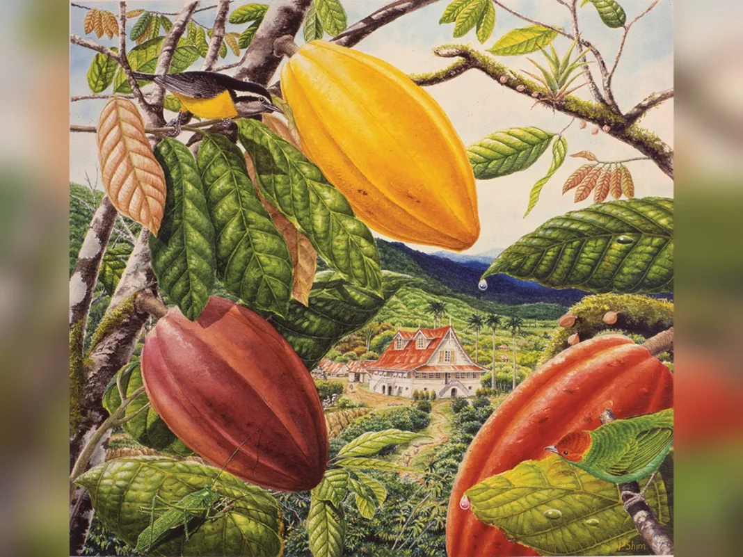 How a French planter’s flight from revolution led to Trinidad’s hidden cacao legacy